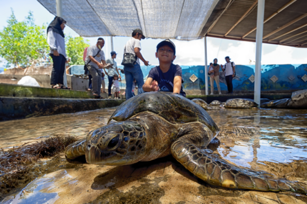Glass Bottom Boat + Turtle Island (1)