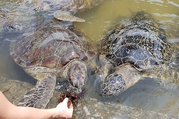 Glass Bottom Boat + Turtle Island (1)