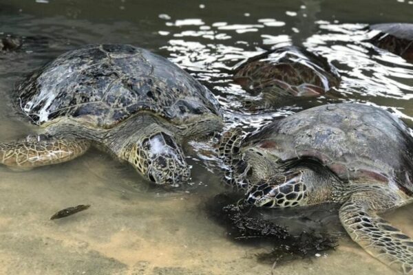 Glass Bottom Boat + Turtle Island (2)
